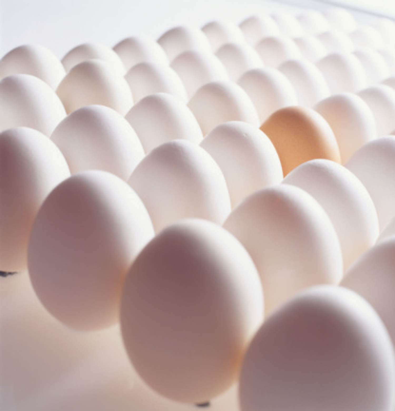 Five (okay, six) Surprising Things I Learned About Eggs