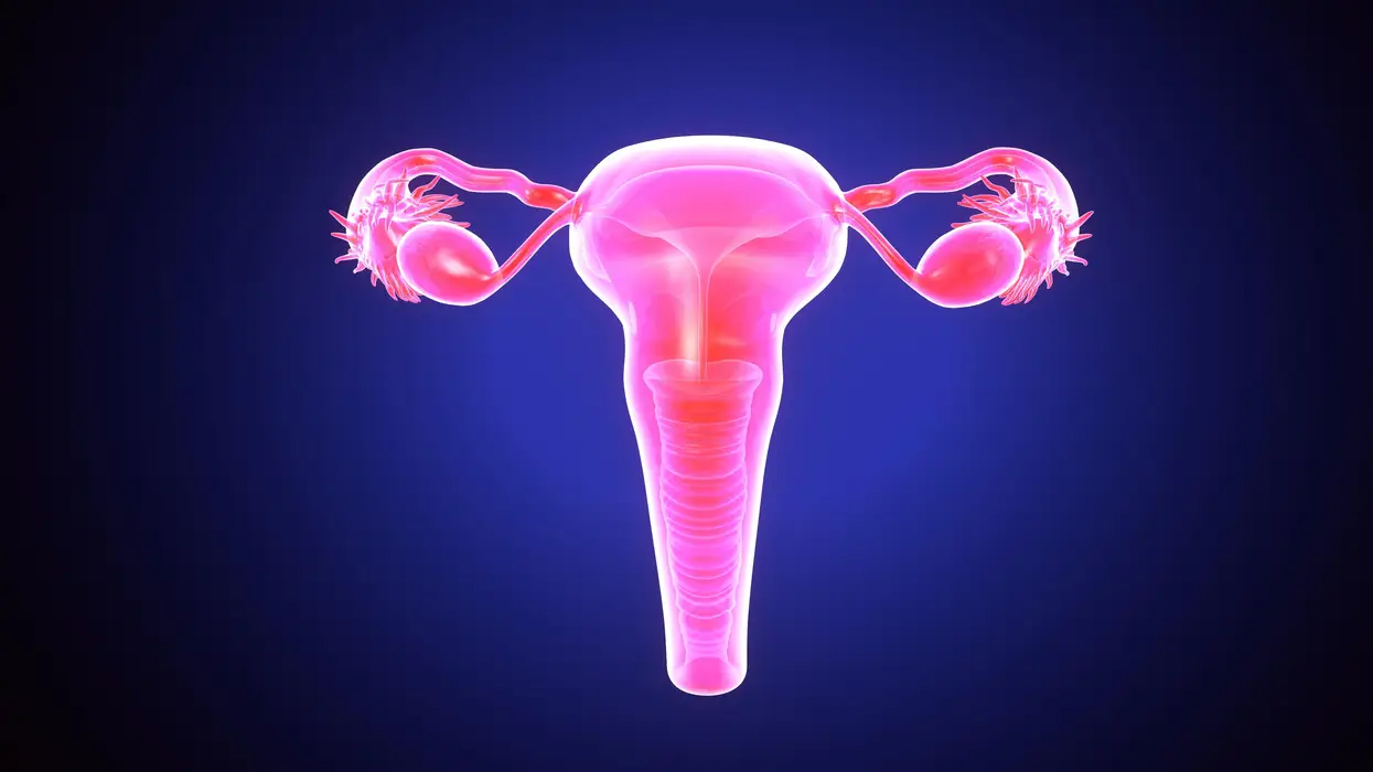 From Healthy Births to Sustainable Management, 5 Essential Reads on the Fascinating and Complex Vagina