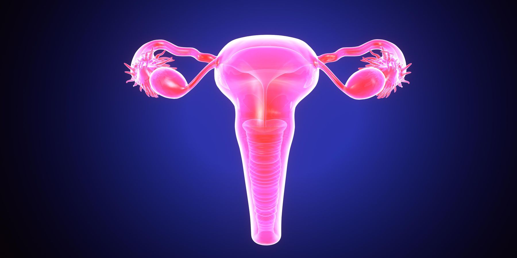 3D Illustration of Female Reproductive System Anatomy