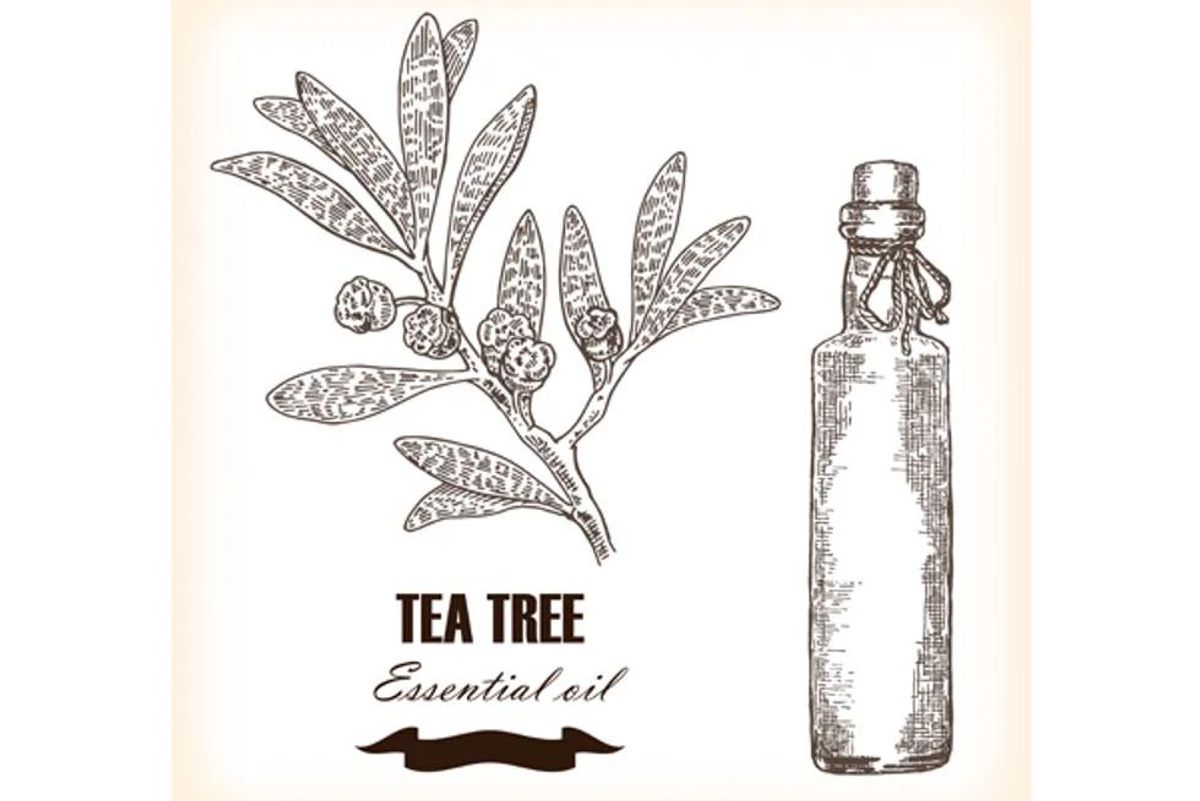 7 Uses for Tea Tree Oil