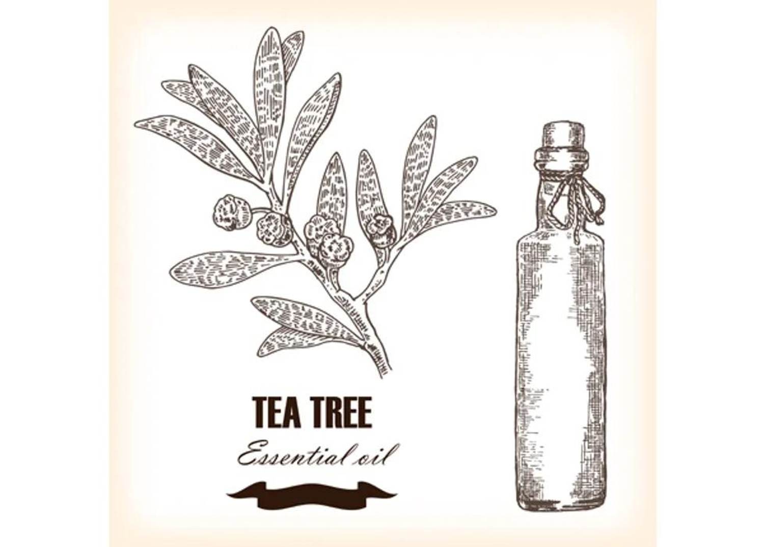 7 Uses for Tea Tree Oil