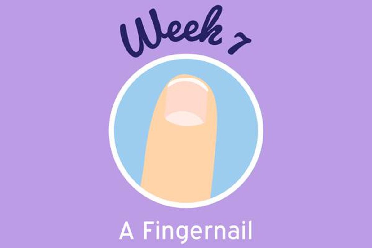 7 Weeks Pregnant comparison image