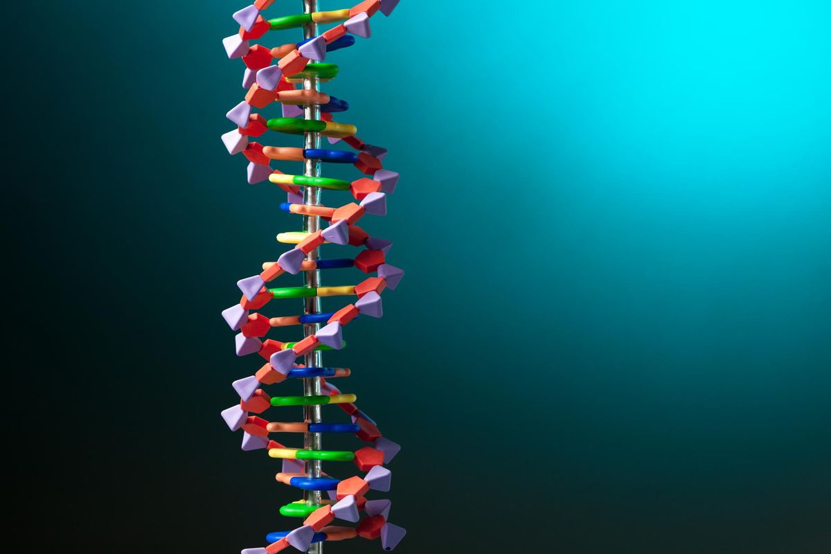 A strand of DNA displayed in a model.