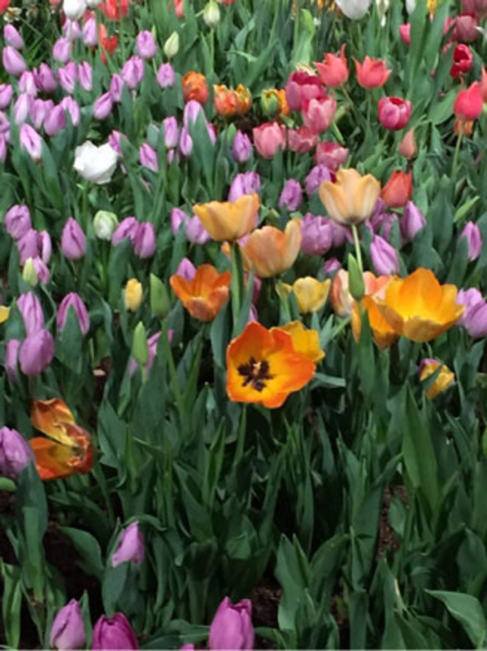 A Visit to the Philadelphia Flower Show