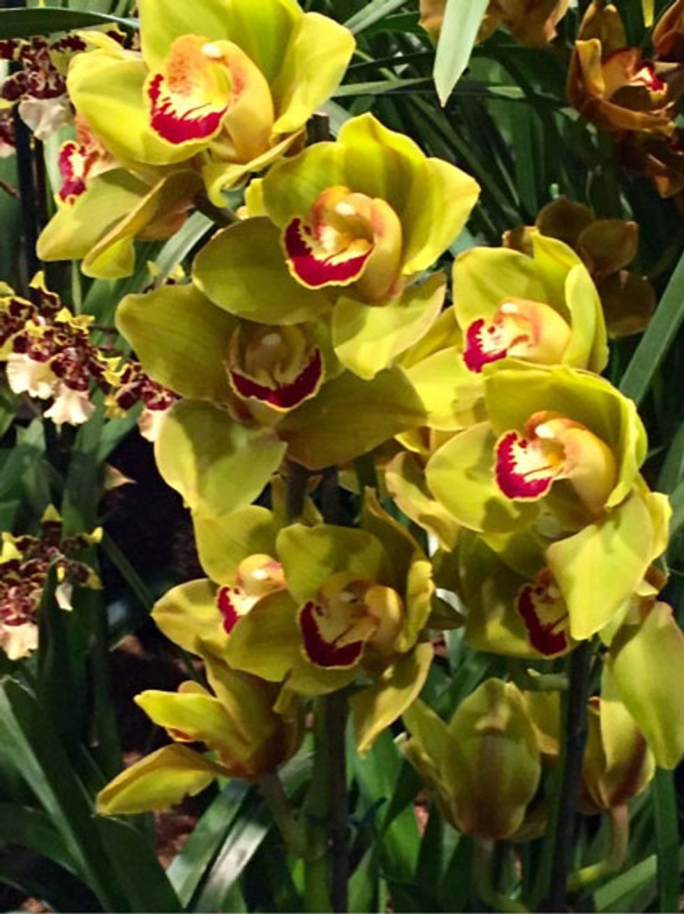 A Visit to the Philadelphia Flower Show