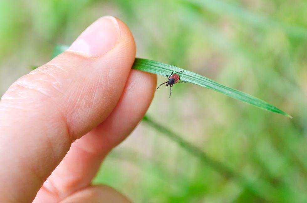 Adult red and black tick on a grass leaf