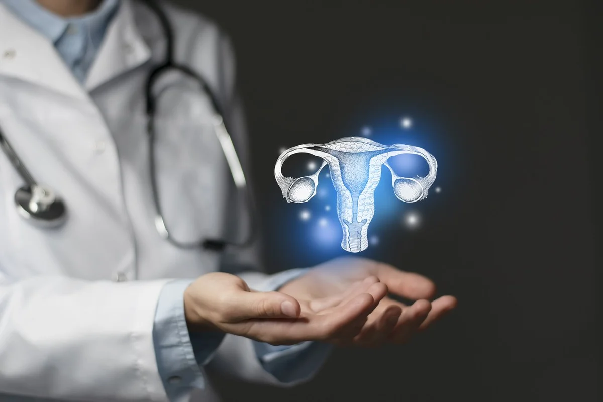 Aesthetic handdrawn highlighted illustration of human uterus