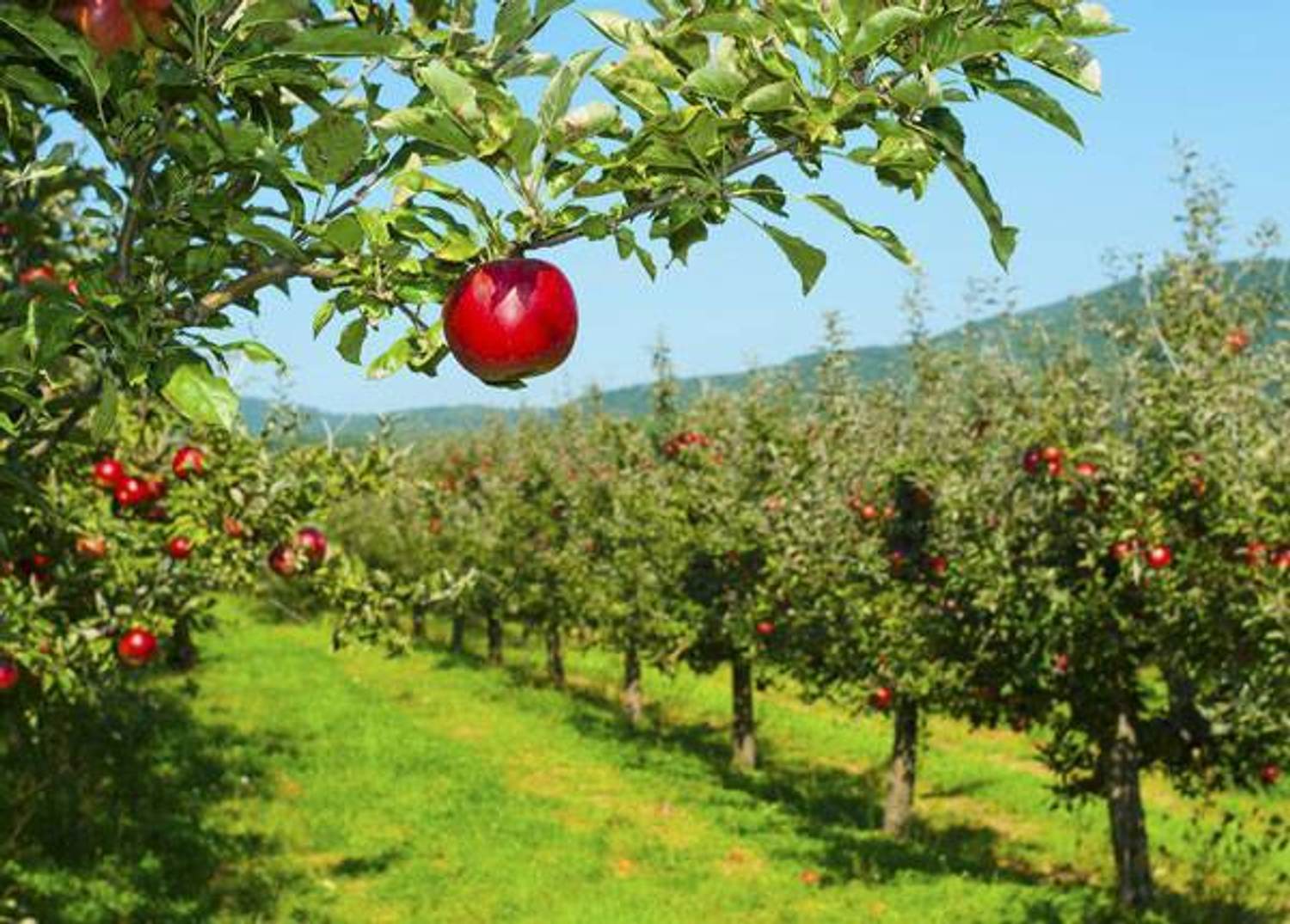 Apple Picking: Perfect for an Autumn Day