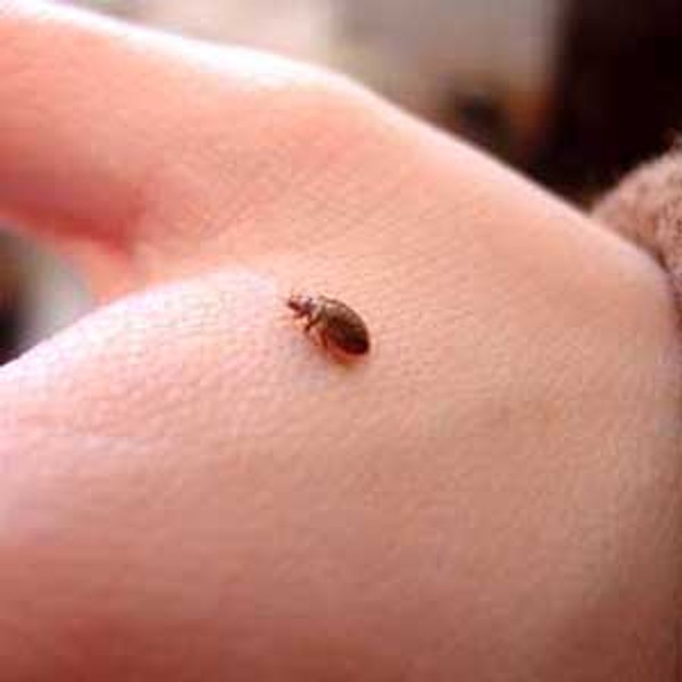 bed-bugs-00-771236.jpg