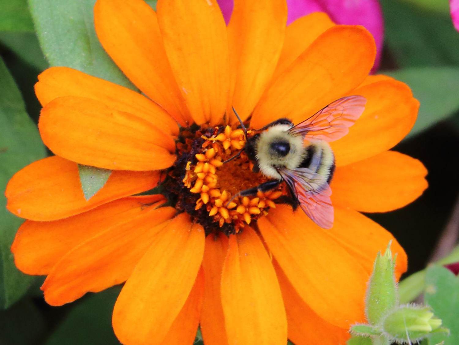To Help Insects, Make Them Welcome in Your Garden – Here’s How