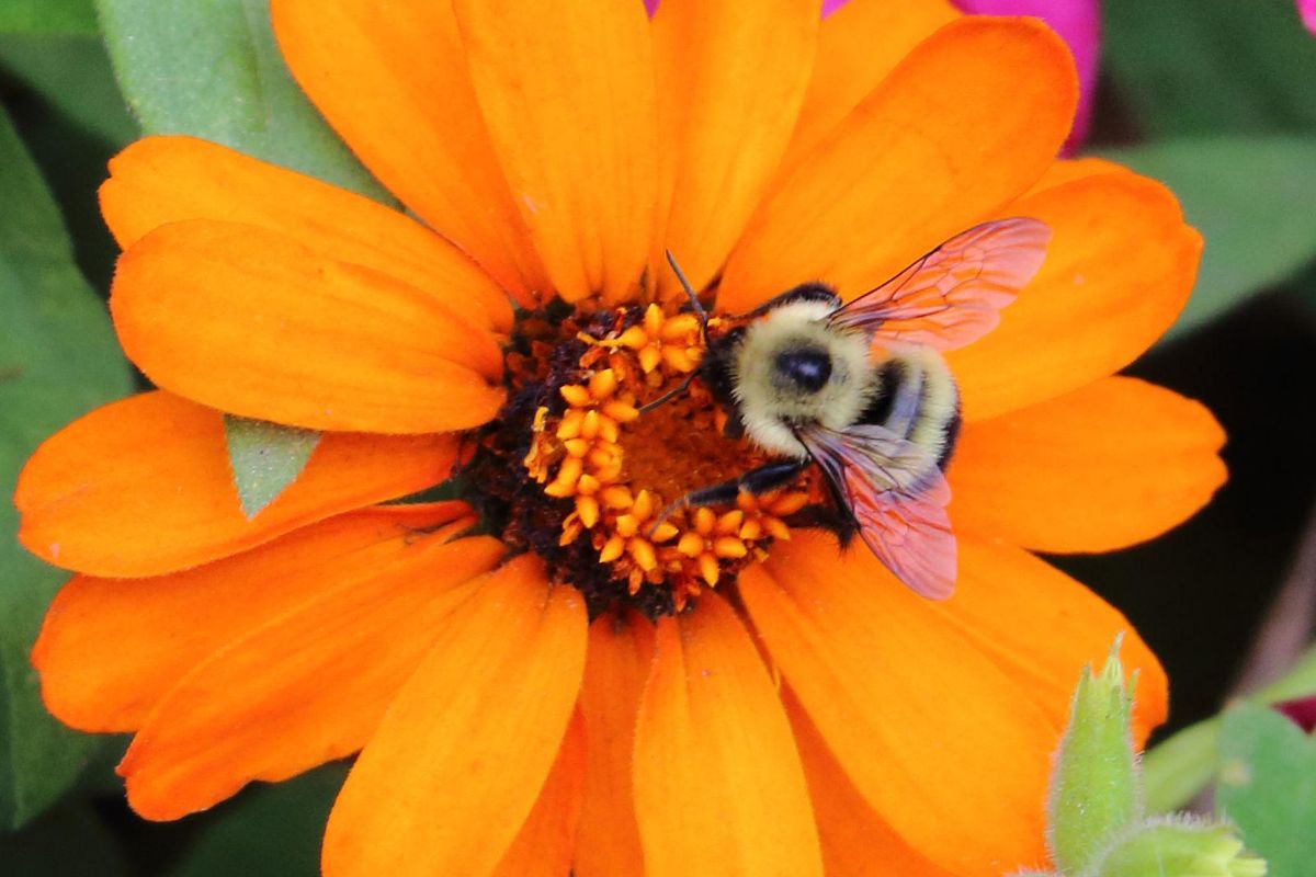 Bee with Pink WIngs on Orange Daisy Flower