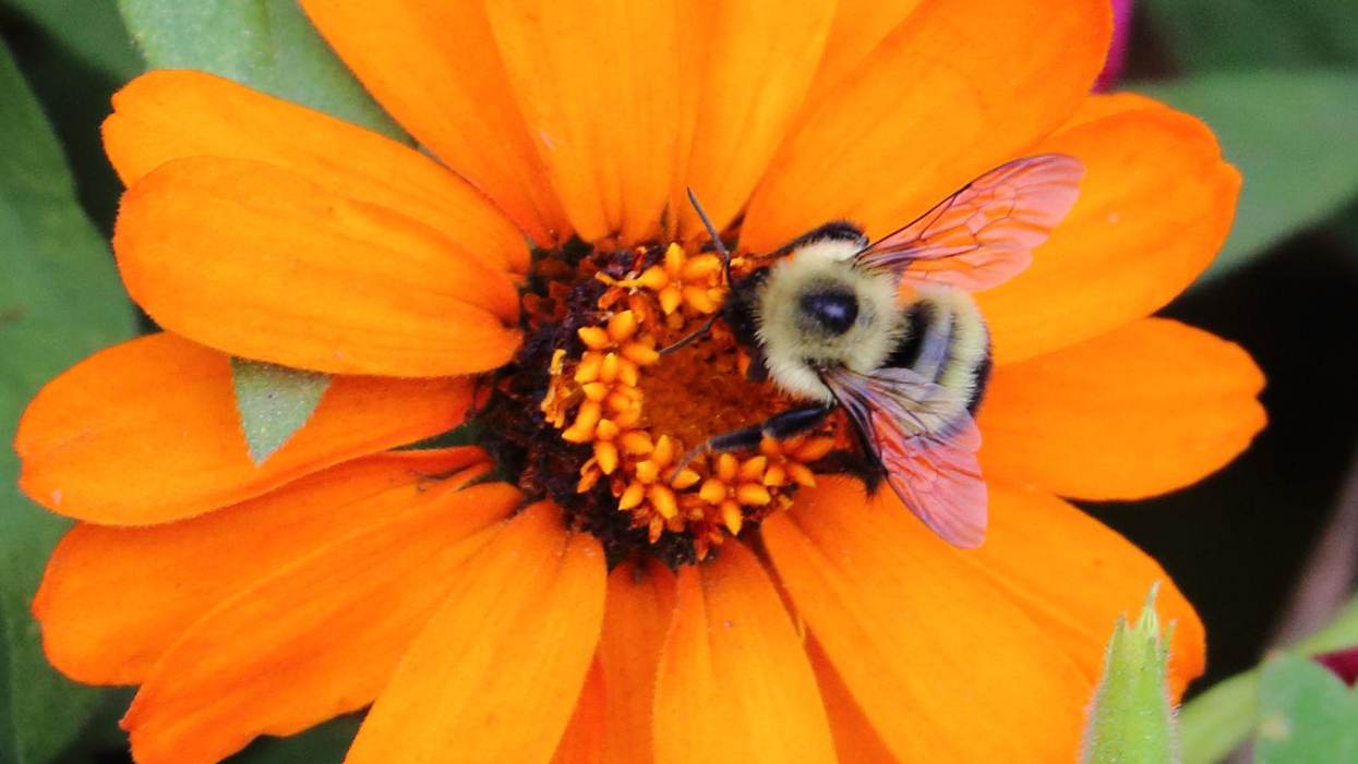 To Help Insects, Make Them Welcome in Your Garden – Here’s How