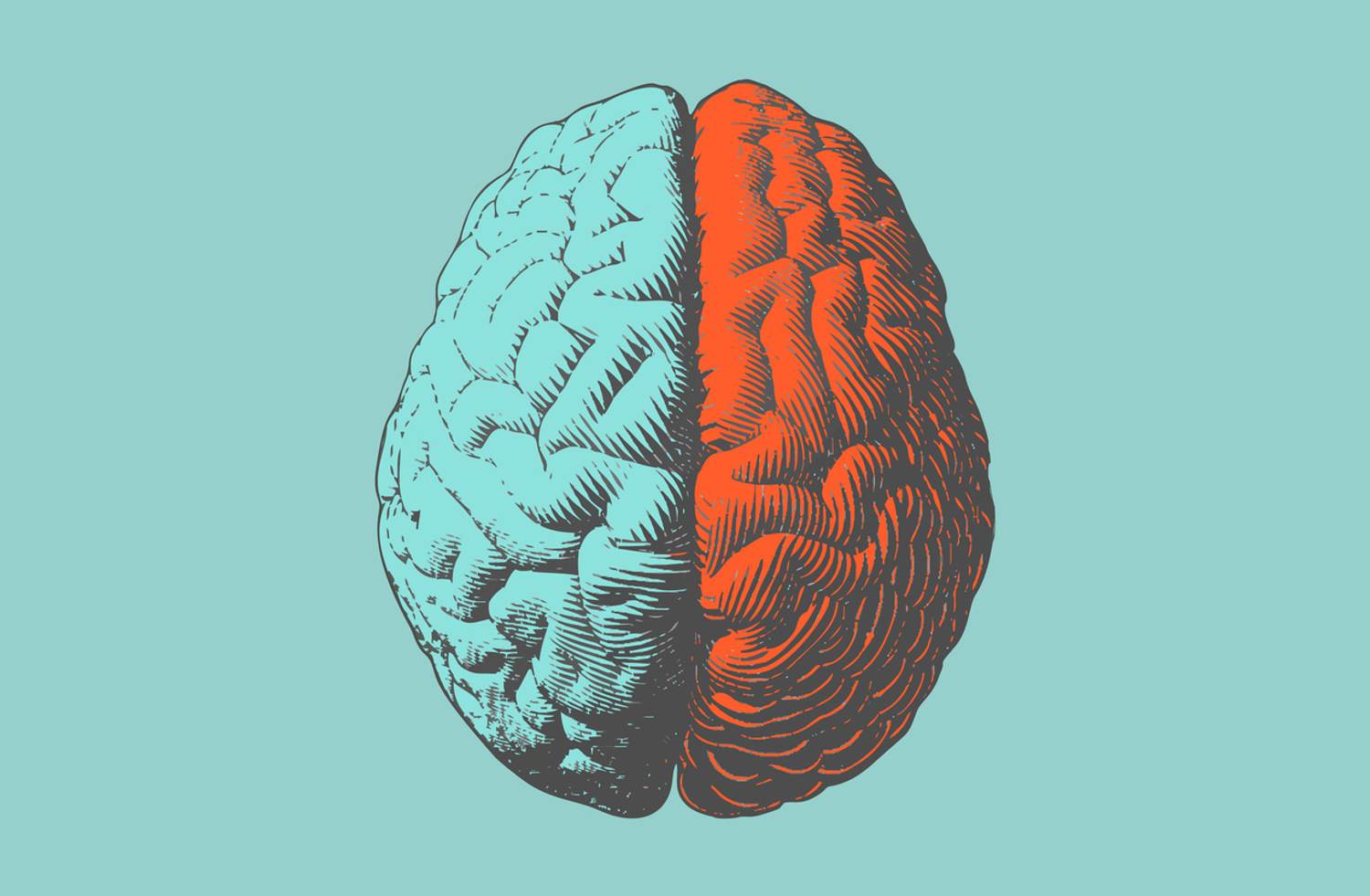Brain Scientists Haven’t Been Able to Find Major Differences Between Women’s and Men’s Brains, Despite Over a Century of Searching