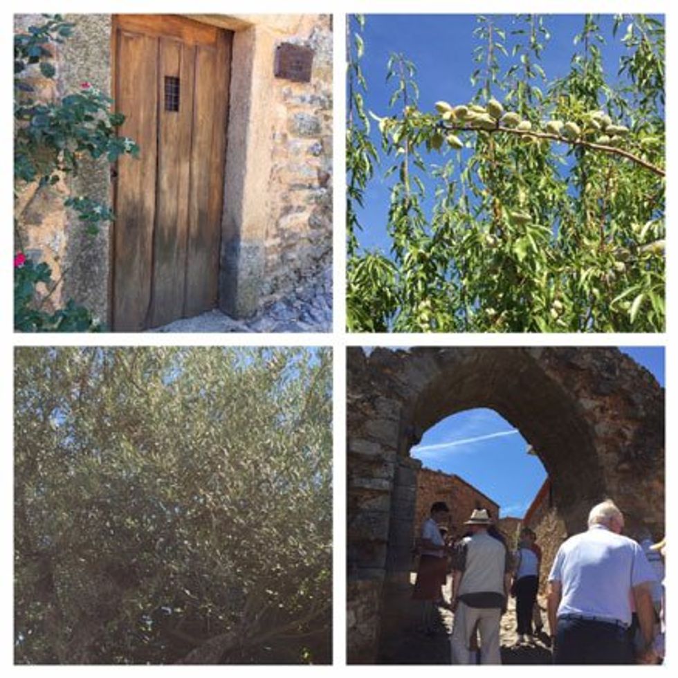 Can you find the almonds in the tree?