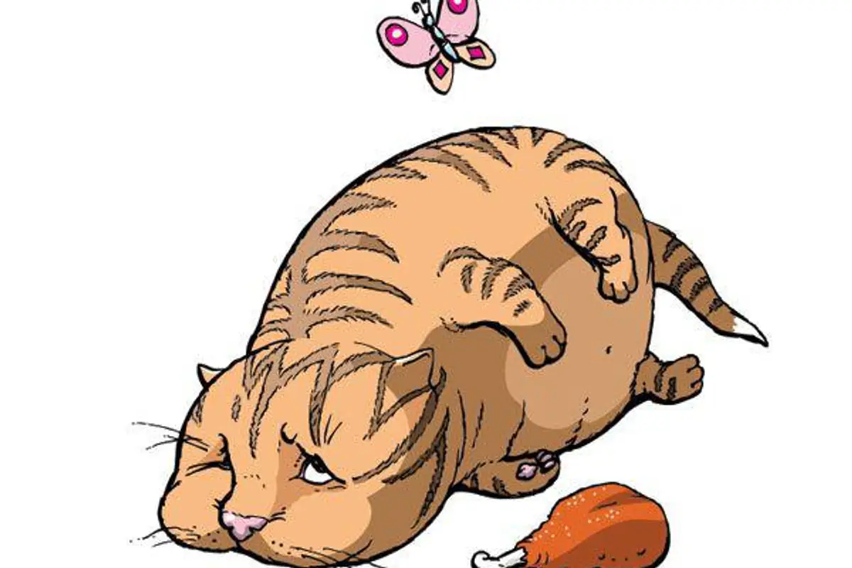 cat in a food coma
