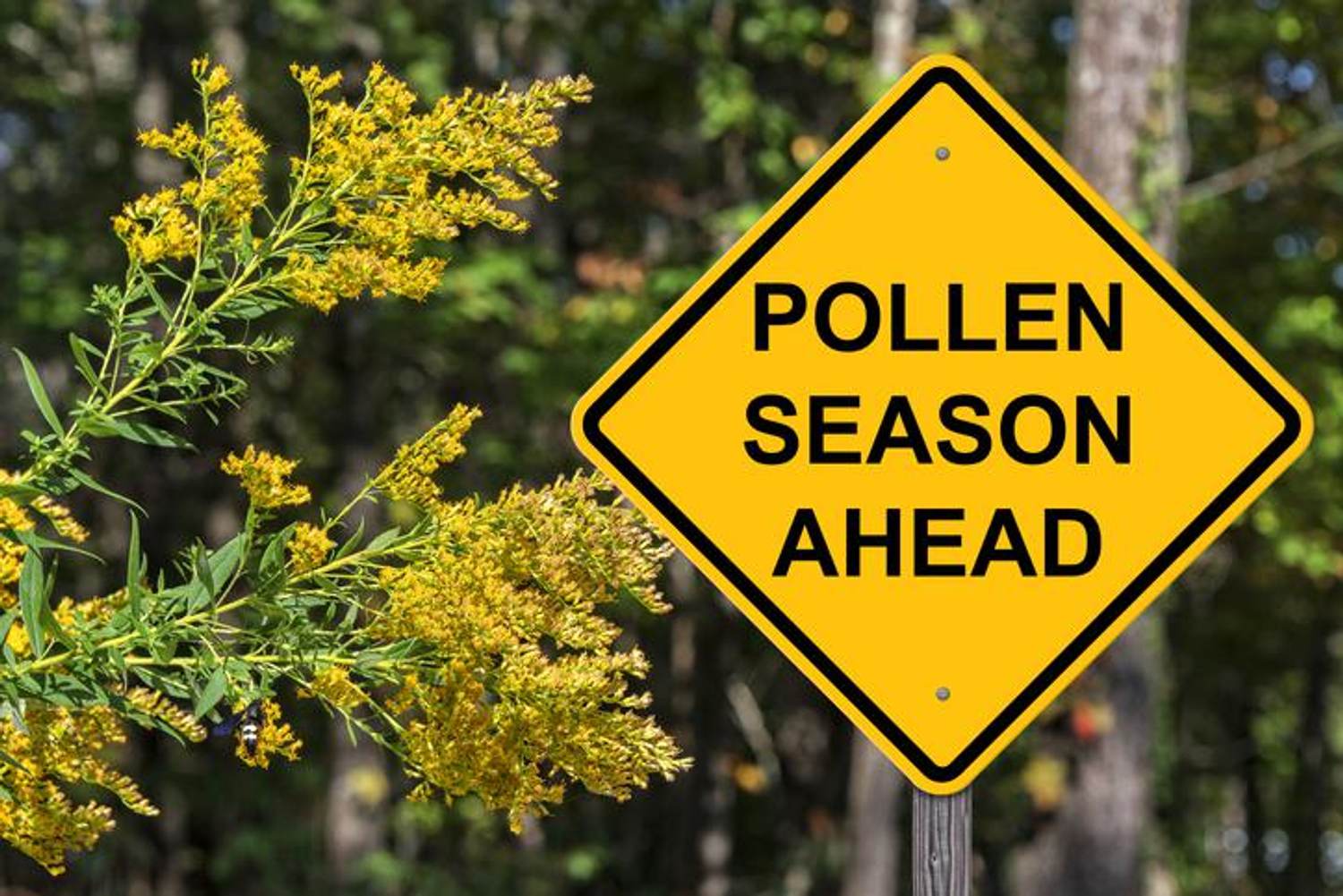 Achoo! 5 Essential Reads for Pollen Season