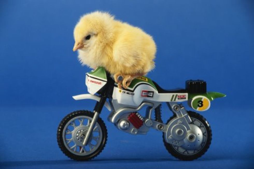 chick