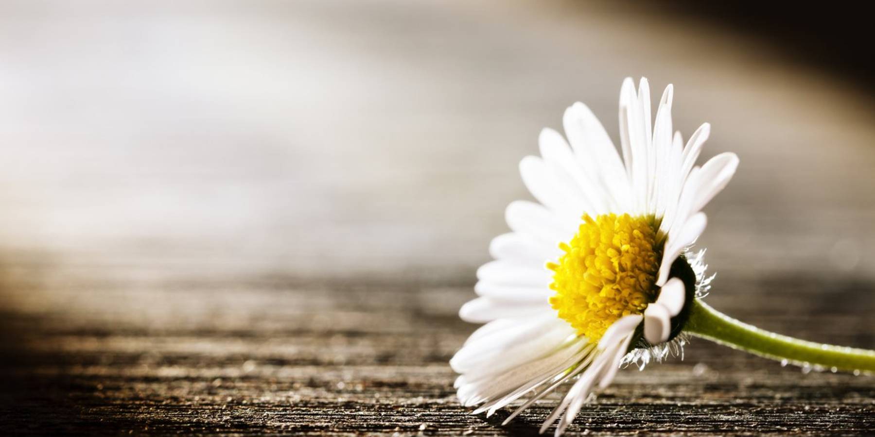 daisy flower lying on old wooden board
