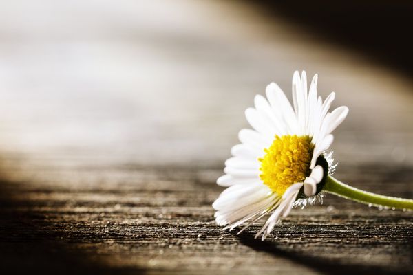 daisy flower lying on old wooden board