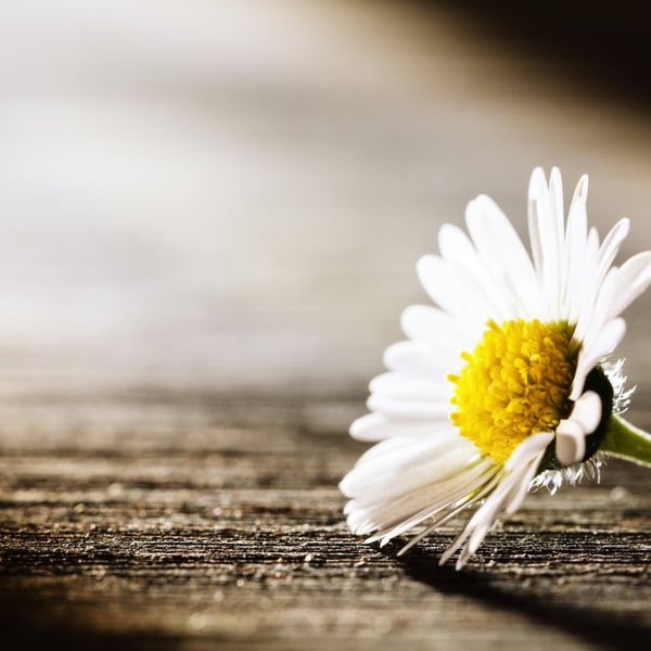 daisy flower lying on old wooden board