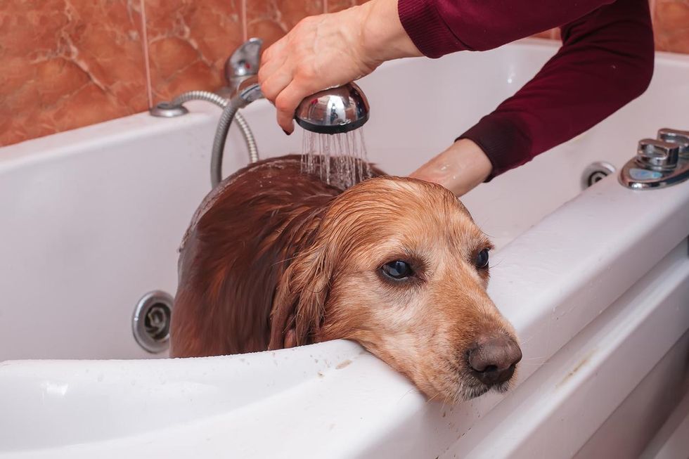 köpek banyo yapıyor