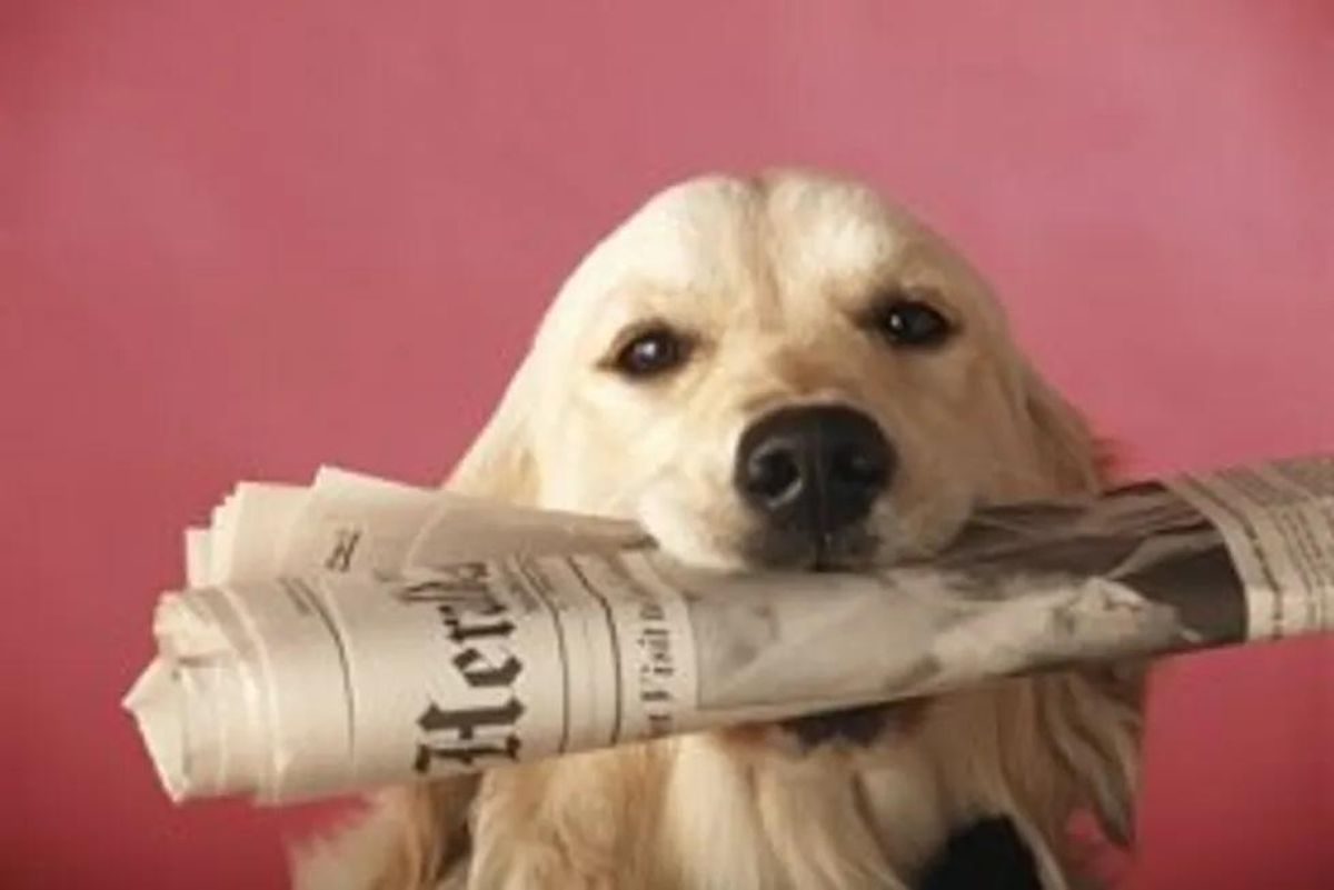 dog holding a newspaper in its mouth