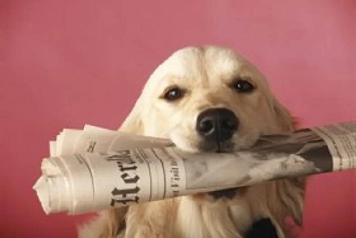 New Studies on CPR, Pets, Falls and Diets