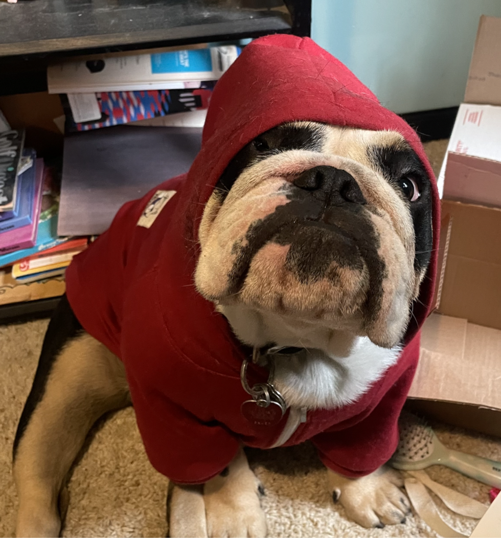 dog in a sweatshirt