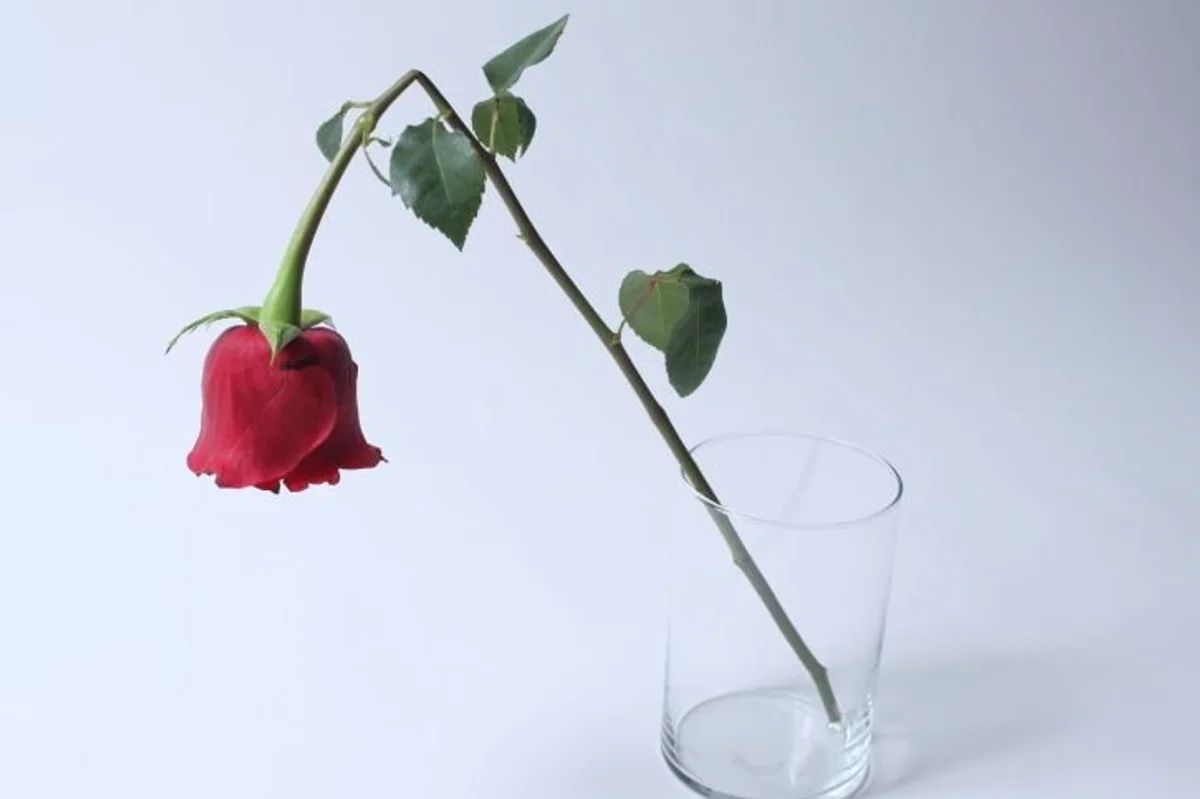 dried rose drooping in a glass cup