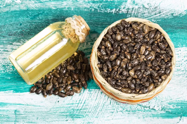 Dried seeds And Oil From The Fruit Of The Castor Bean Plant