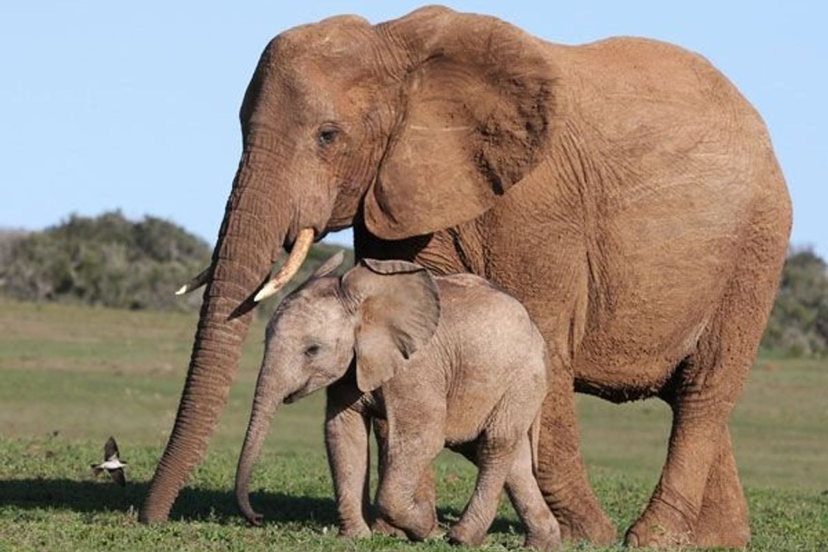 elephant mom and baby