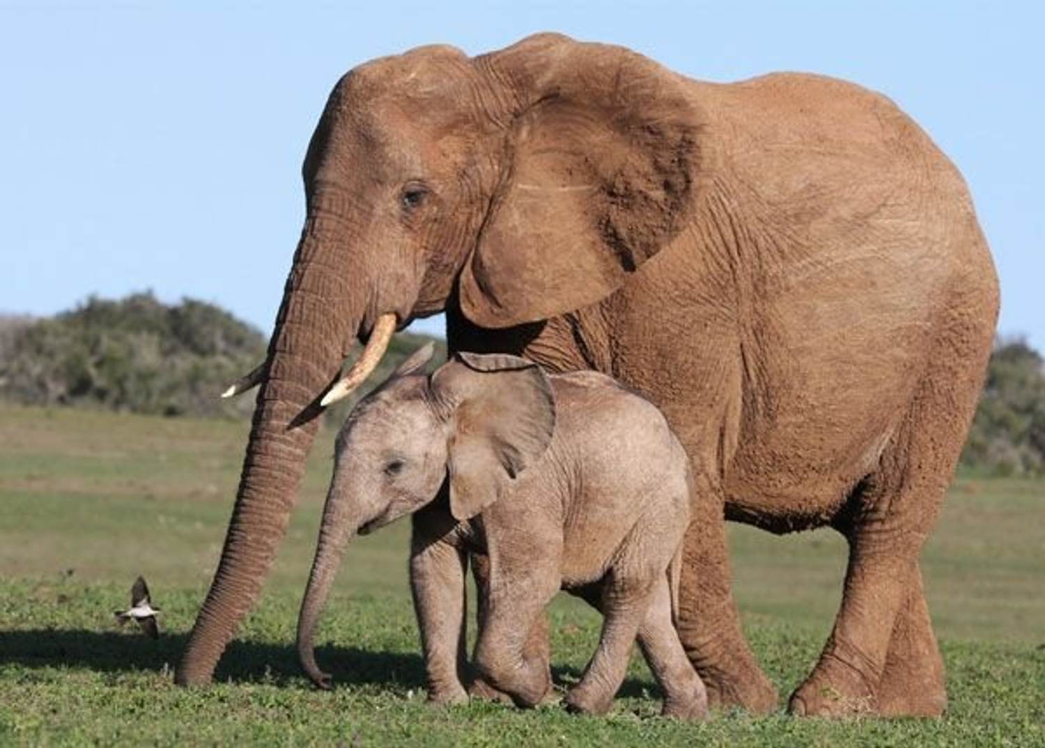 Are You an Elephant Mom or a Tiger Mom?