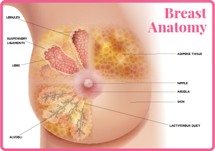 Fibrocystic breasts - Symptoms and causes - Mayo Clinic