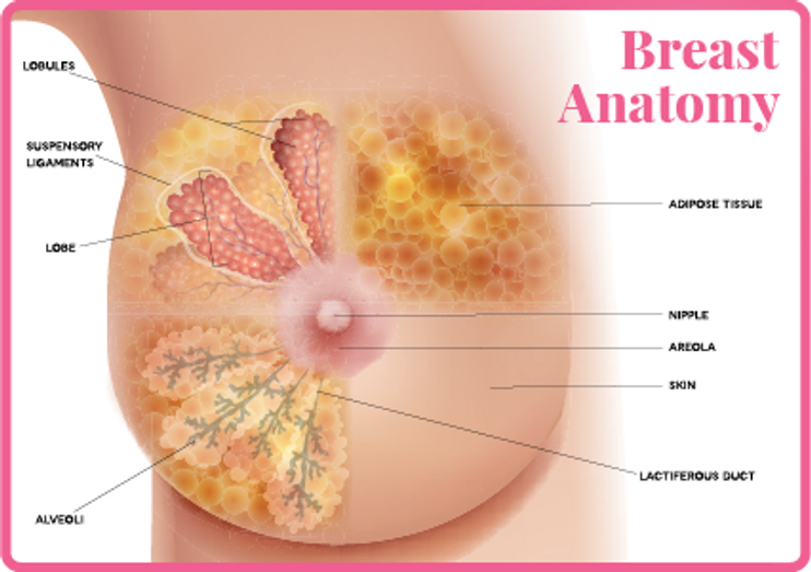 9 Weird Things About Your Boobs That Are Totally Average - Normal Breast  Changes