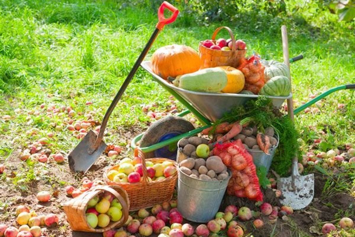 fall vegetables and fruit in a wheelbarrow