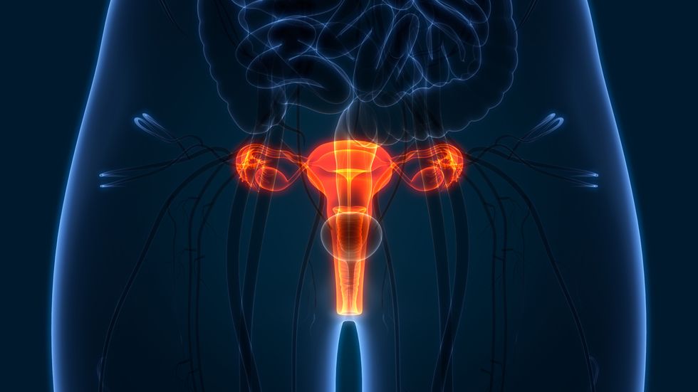 Female Reproductive System Anatomy