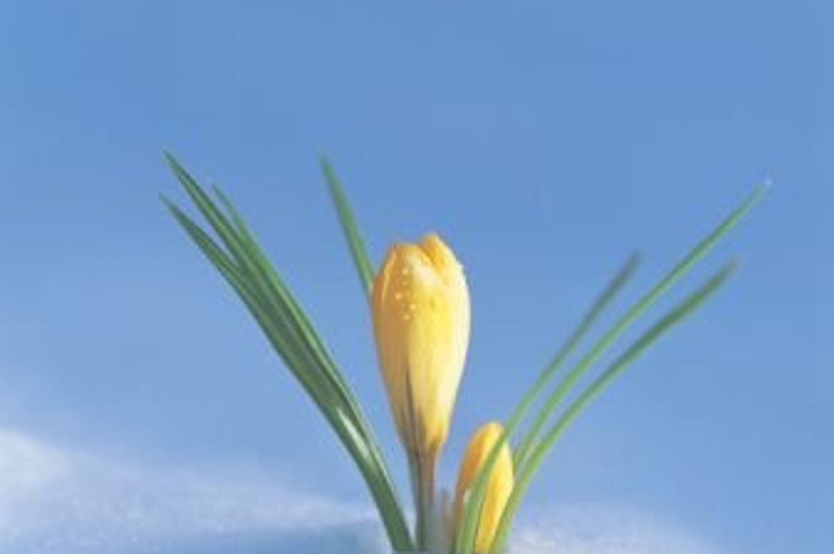 flower in snow