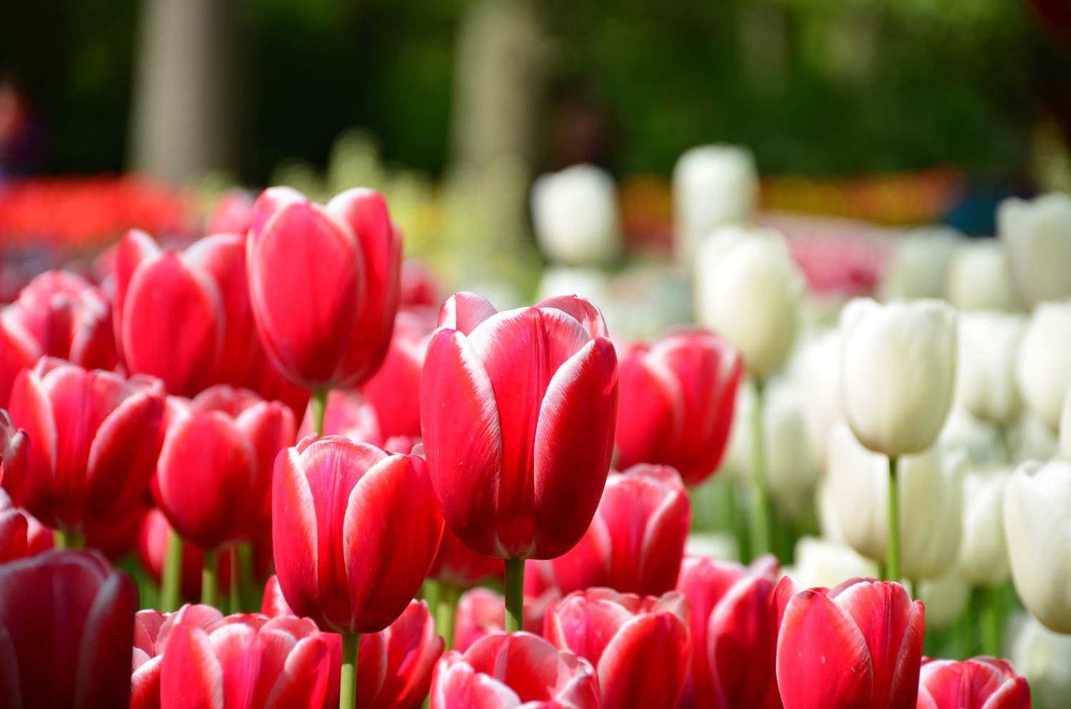 "Welkom" to the Beauty of the Philadelphia Flower Show