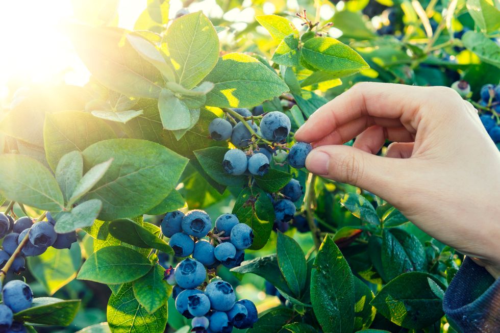 Fresh Blueberries 