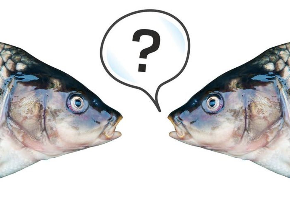 Fresh fish on a cutting board