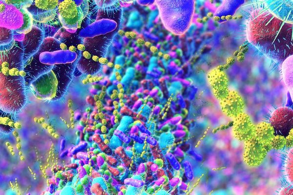 germs in the human intestines called microbiome