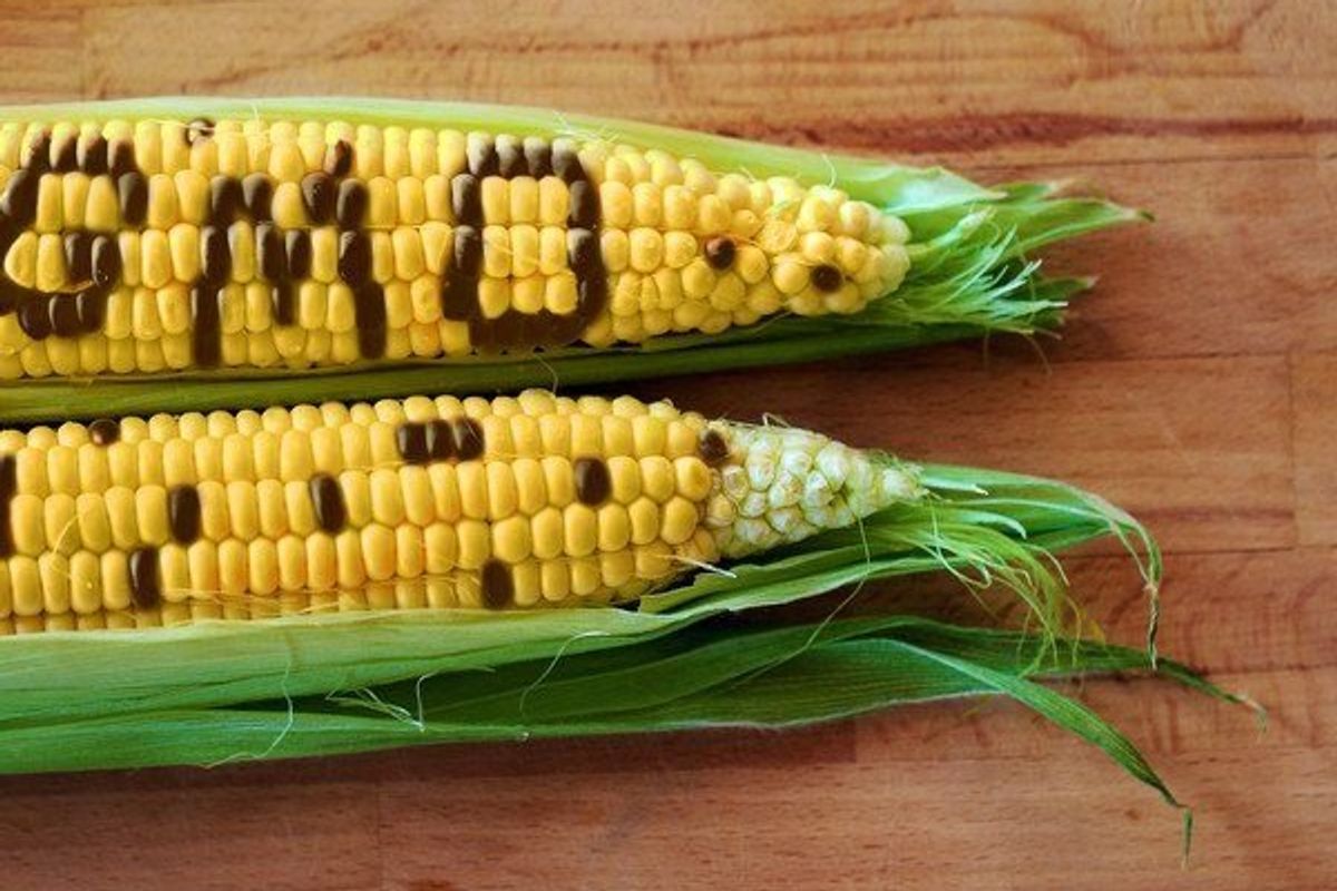 gmo written on corn