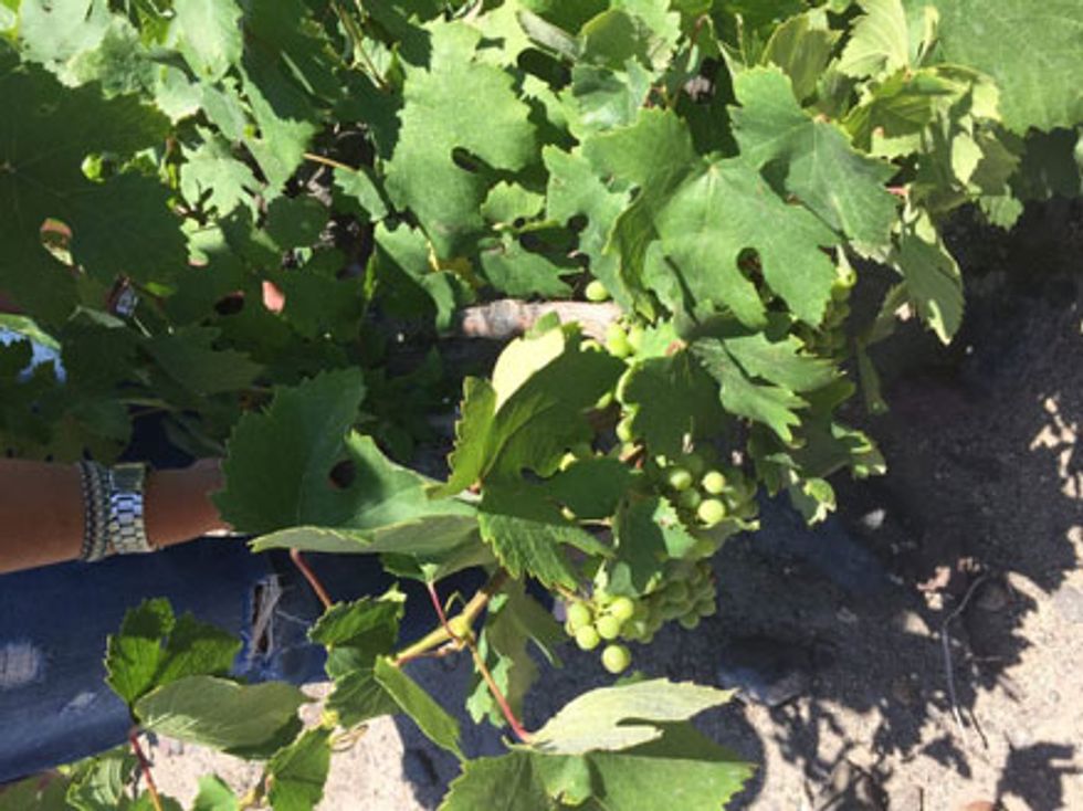 Grape vine baskets grow low to the ground.