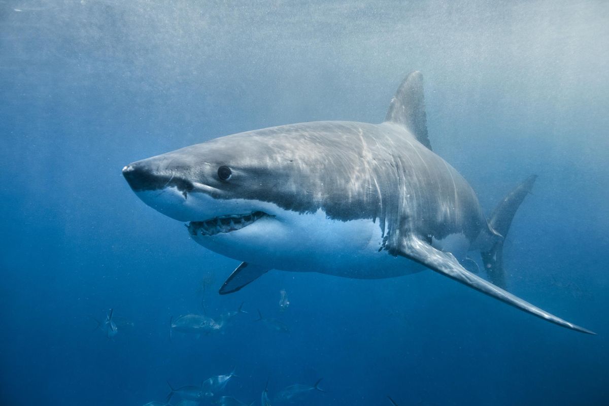 great white shark