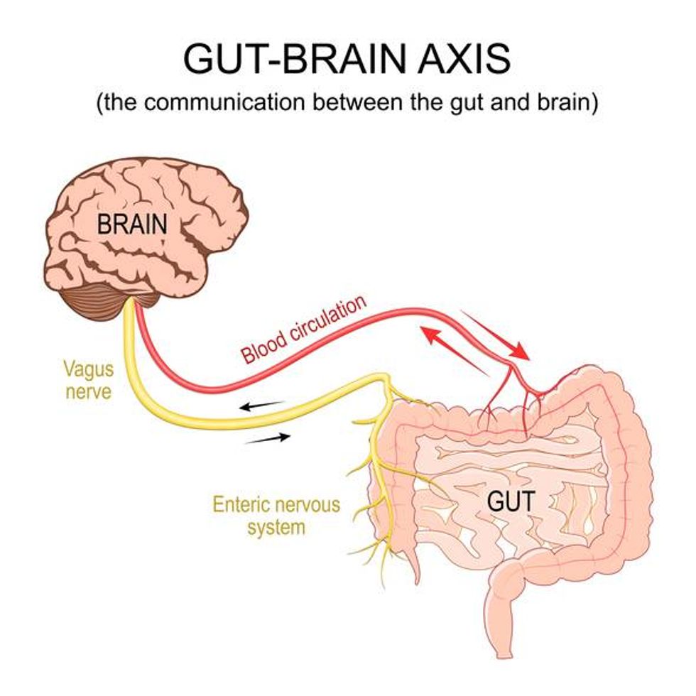 Gut-brain axis