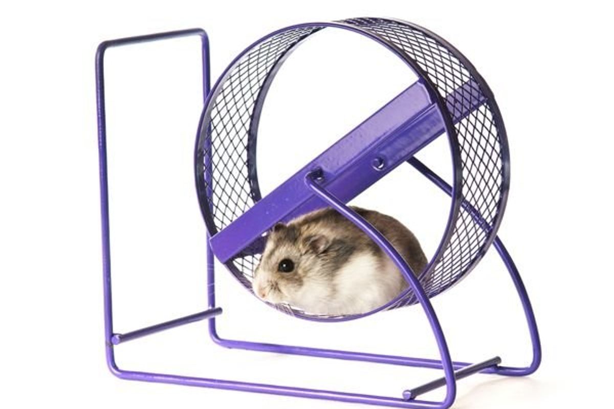 hamster in a wheel