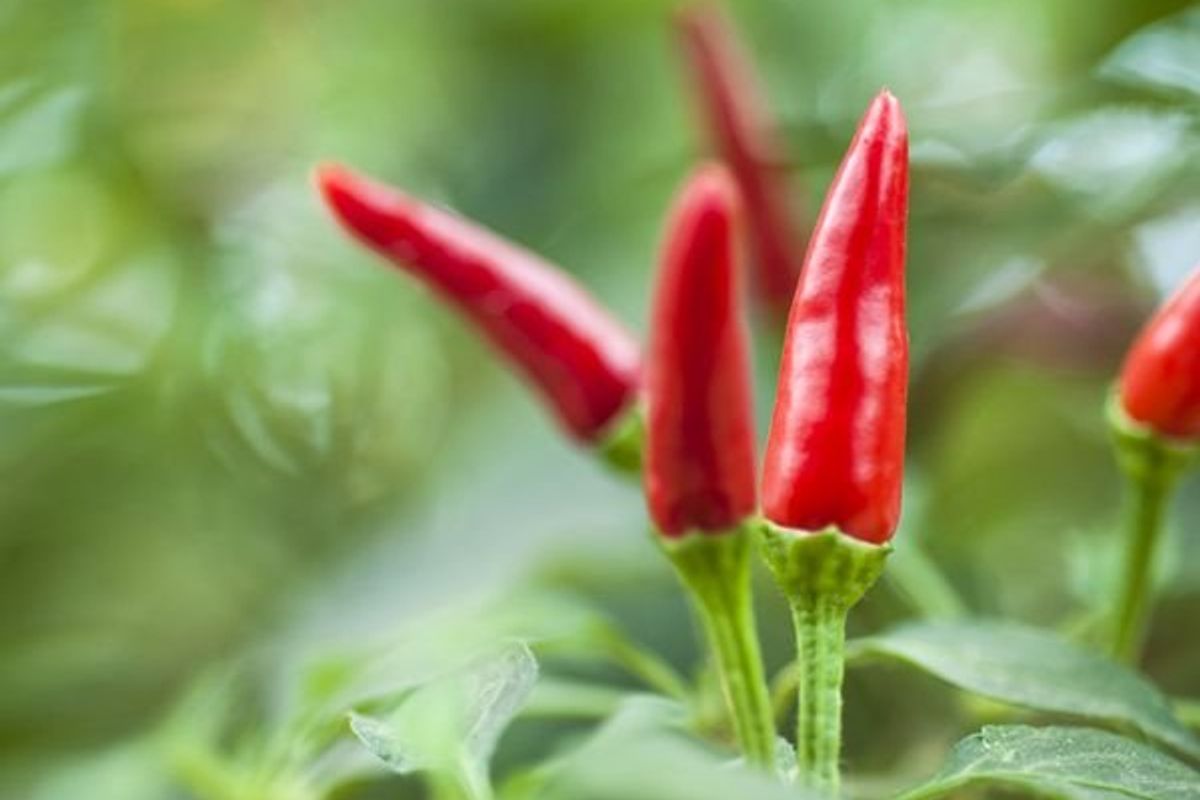 hot peppers