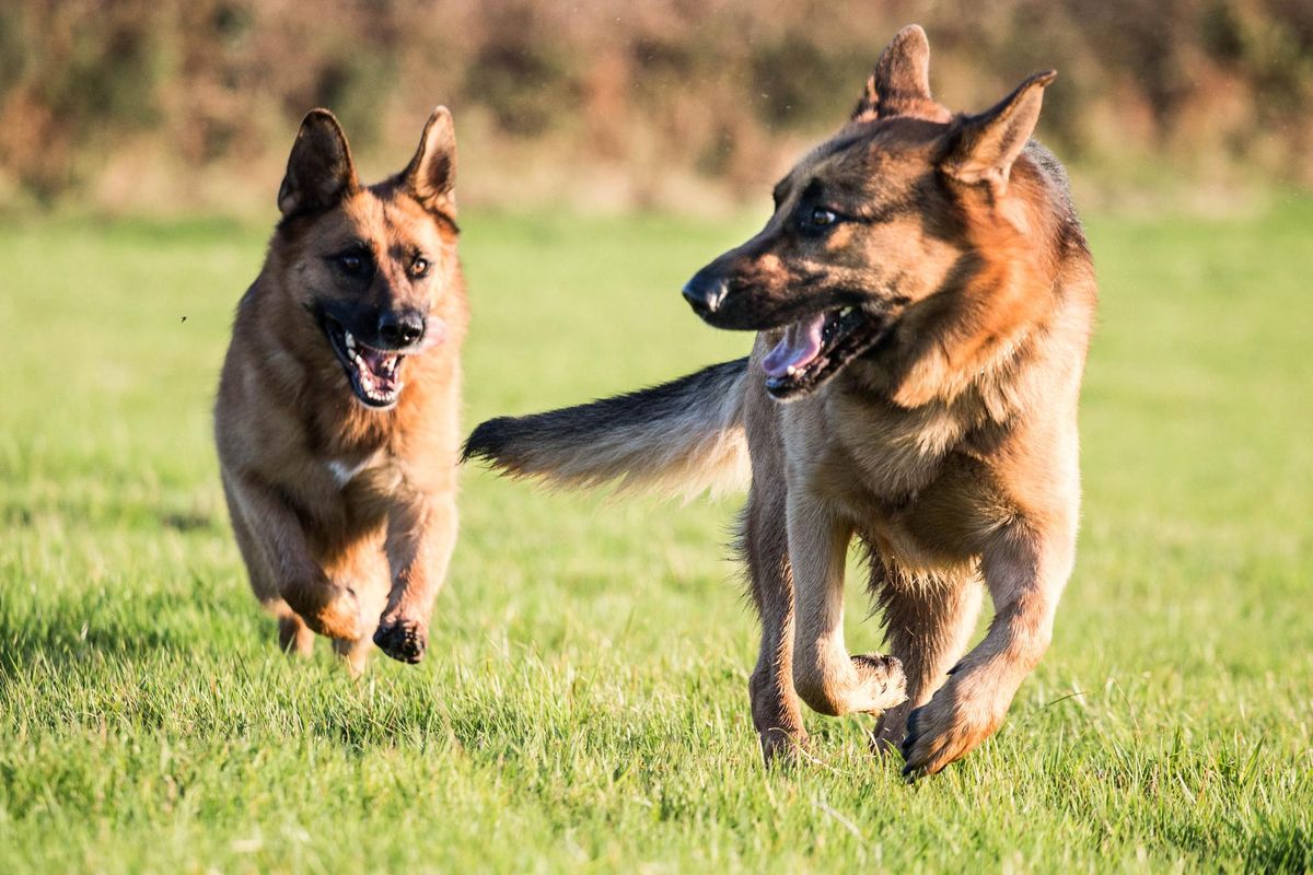 How Biden’s Dogs Could Make the Oval Office a Workplace With Less Stress and Better Decision-Making