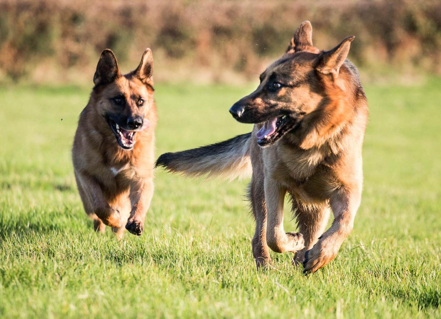 How Biden’s Dogs Could Make the Oval Office a Workplace With Less Stress and Better Decision-Making