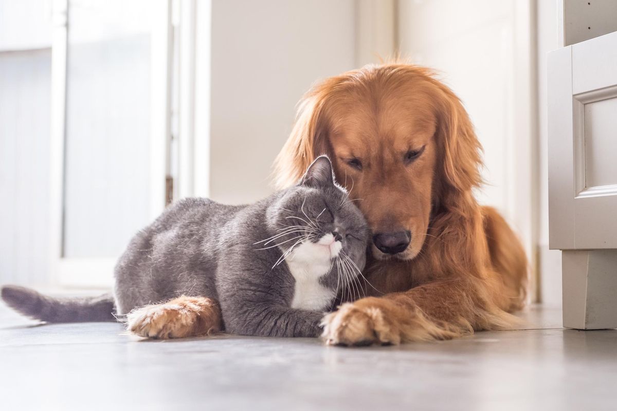How to Help Dogs and Cats Manage Separation Anxiety When Their Humans Return to Work